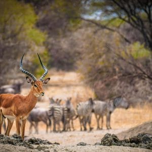 Introduction to Botswana
